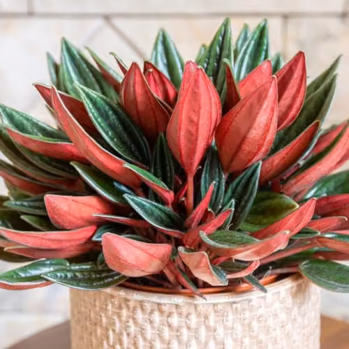Thompson and Morgan Peperomia caperata Rosso Potted Houseplant with Deep Green and Red Foliage, 10.5cm Pot – 1