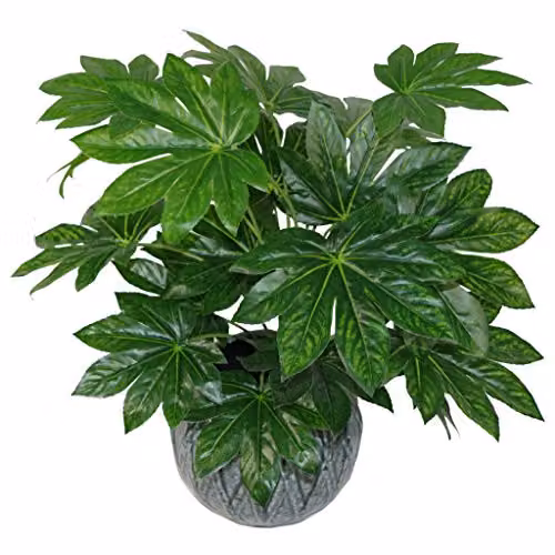 Leaf Design UK Artificial Japanese Aralia Potted Plant, Green, Height: 60 cm