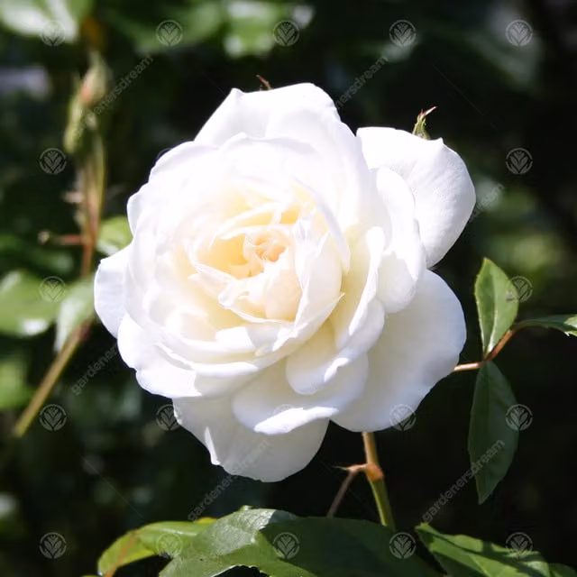 Gardeners Dream White Tin 10th Wedding Anniversary Rose Bush Ornamental Shrub