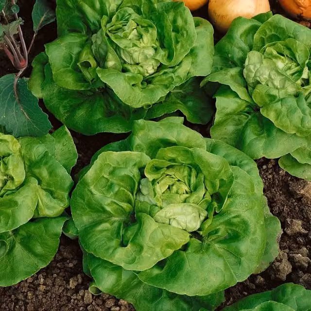 Marshalls Tom Thumb Butterhead Lettuce Seeds, Green, 1.7 kg