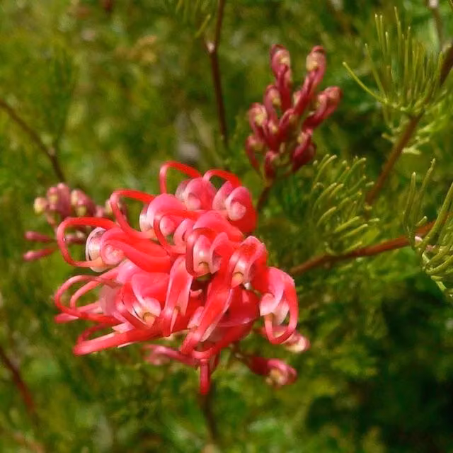Direct Plants Grevillea Olympic Flame Pink and Red Evergreen Ornamental Garden Shrub