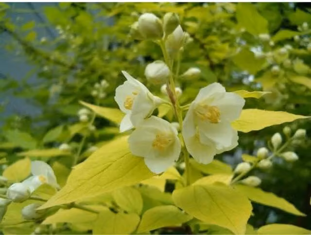 Direct Plants Philadelphus Aureus Gold Leaf Mock Orange Ornamental Shrub Plant, 2 Litre
