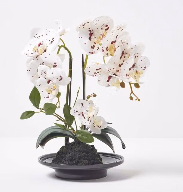 Homescapes White Artificial Orchid in a Black Ceramic Bowl, Height: 36 cm