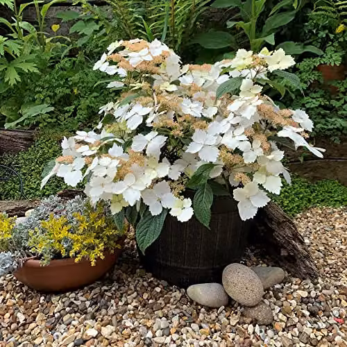Thompson and Morgan Hydrangea Cloud Nine Hardy Ornamental Shrub with Green and White Blooms, 9cm Pot – 4