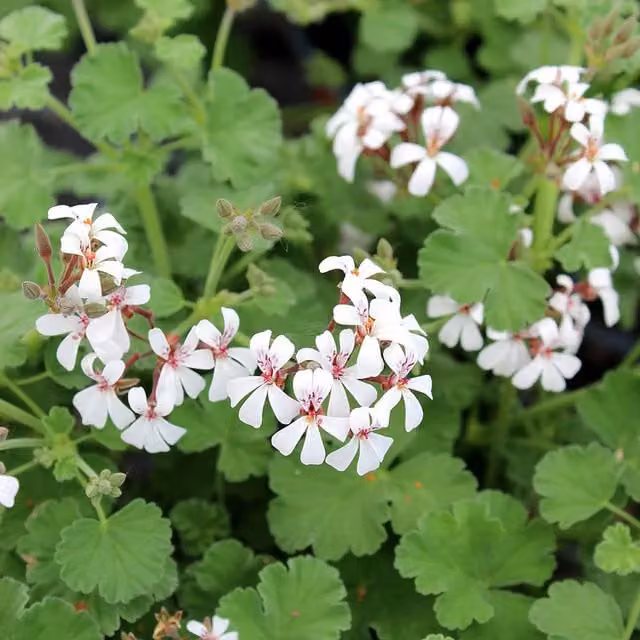 Plant Theory Set of 3 White Fragrant Pelargonium Bedding Plants in 9cm Pots