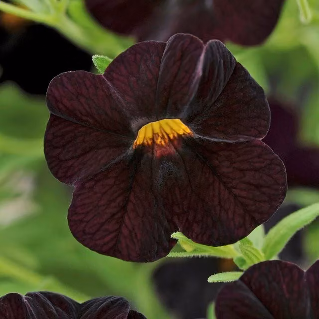 Plant Theory Set of 3 Black Cherry Mini Petunia Calibrachoa Bedding Plants in 9cm Pots