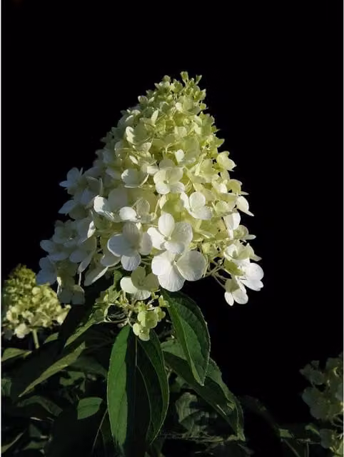 Direct Plants Hydrangea Paniculata Ornamental Flowering Garden Shrubs, Pack of 3, White, Pink, Purple and Green