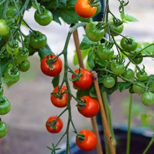 Thompson & Morgan Gardener's Delight Cherry Tomato Seeds, Red Cordon Variety, 1x Seed Packet