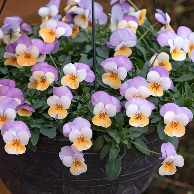 Marshalls Garden Viola Teardrops Apricot Purple Wing Bedding Plant in Purple, White and Multicolour