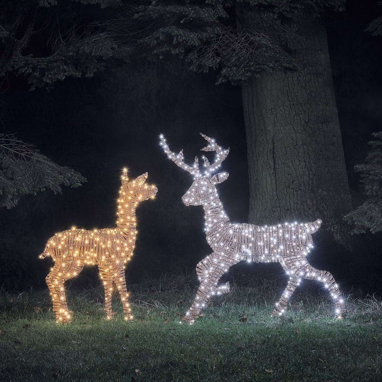 Pateley Dual LED Rattan Stag and Doe Light Up Reindeer Duo in Brown and Black