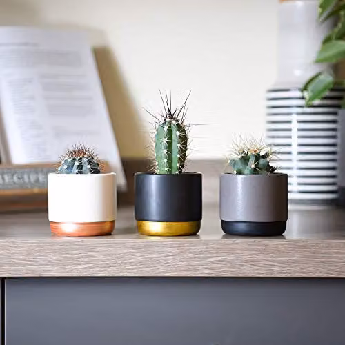 Thompson & Morgan Desert Cactus Mix Easy-to-Grow Indoor Succulent Collection with Showy Flowers, 3 x 5.5cm Potted Plants