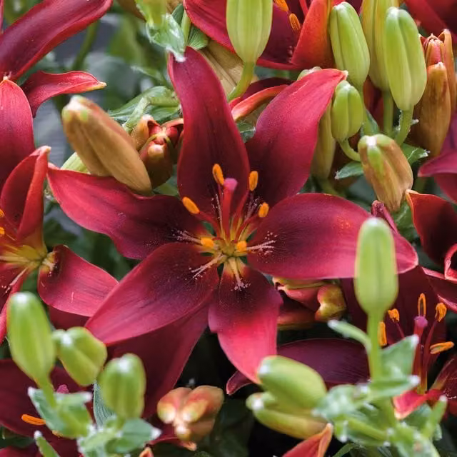 Marshalls Garden Lily Dark Secret Deep Burgundy Near-Black Asiatic Lily Bulb