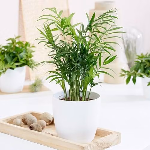 Primrose Plant Theory Chamaedorea elegans Parlour Palm Indoor Houseplant, 20 cm, Green – 1