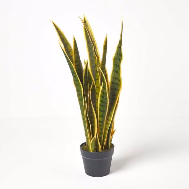 Homescapes Potted Green and Yellow Snake Plant, Height: 74 cm