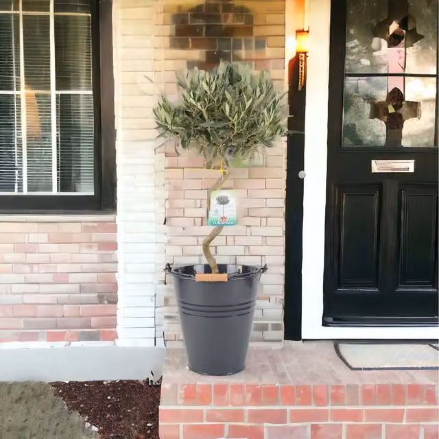 Plants By Post Spiral Olive Tree Green, Height: 80-90 cm