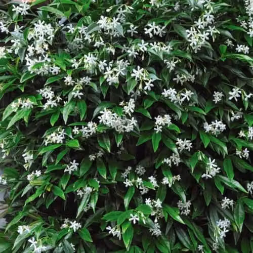 Thompson & Morgan Trachelospermum jasminoides Star Jasmine Fragrant Evergreen Climbing Shrub, 4 x 2 Litre Potted Plants – 1