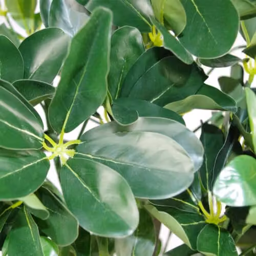 Leaf Design UK Artificial Arboricola Evergreen Potted Plant, Green, Height: 95 cm – 3