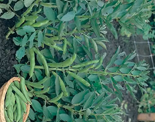 Johnsons The Sutton Dwarf Broad Bean Vegetable Seeds – 2