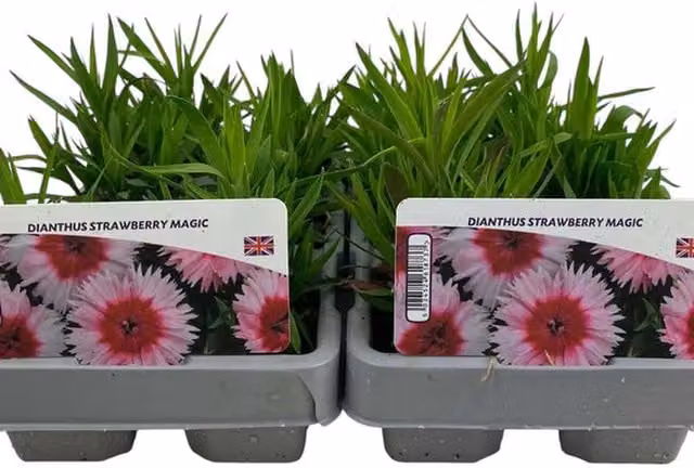 Plants by Post Dianthus Strawberry Magic Perennial Garden Ready Plants, Pink-Red, 12 Pack