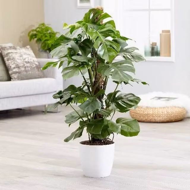 Primrose Monstera Deliciosa Swiss Cheese Plant in a 17cm Pot, Height: 65 cm, Green