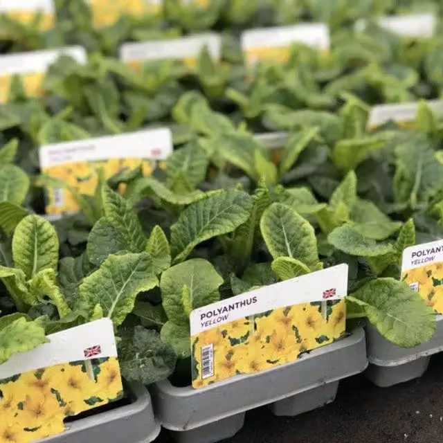 Plants by Post Polyanthus Yellow Bedding Flowers, 12 Garden Ready Plants (2 x 6 Pack) with Green Centre