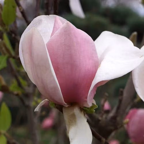YouGarden Magnolia Soulangiana Ornamental Shrub in 9cm Pot, Pink and White Flowers – 3
