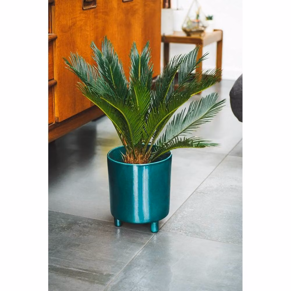 Lemon Pavilion Green Ceramic Pisa Tabletop Planter, W: 20 cm, D: 20 cm, H: 24 cm – 3
