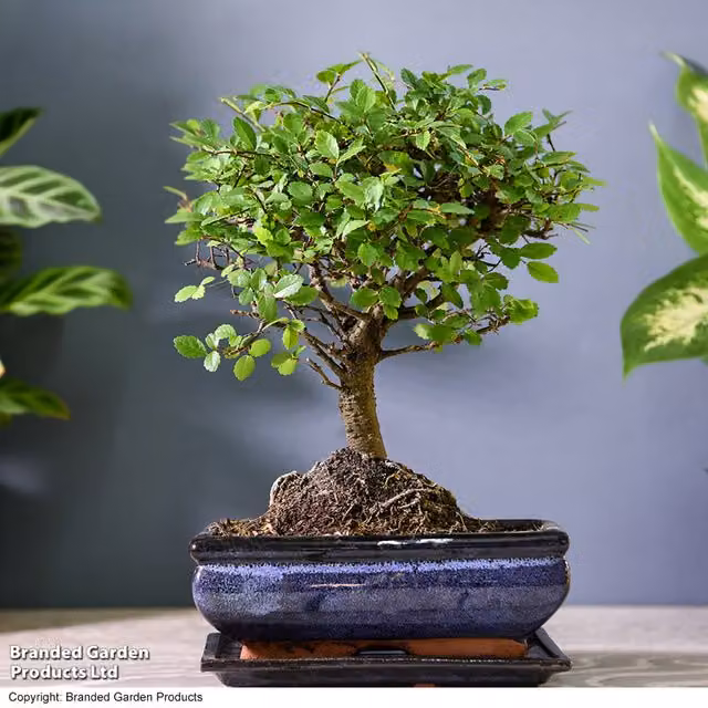Thompson & Morgan Chinese Elm Bonsai Zelkova Tree, Green, Indoor Ornamental Foliage Plant