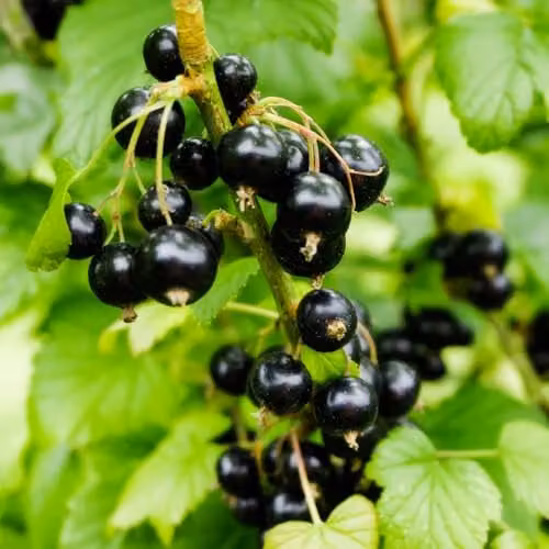 Thompson and Morgan Blackcurrant Ribes Ben Sarek Berry Bush, 1 x 2 Litre Pot