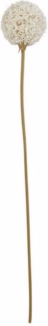 Lemon Pavilion Furniture and Decor Allium Single Stem Flower in White, Height: 66 cm