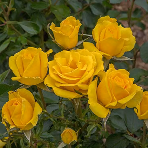 Thompson and Morgan Grandma's Rose Rosa Floribunda Potted Plant with Scented Yellow Flowers, 1 x 3 Litre Pot – 2