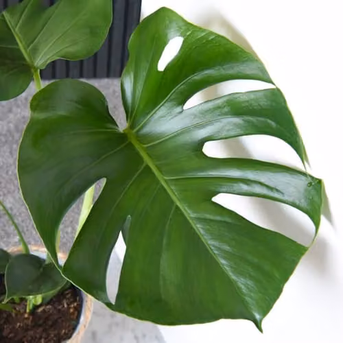 Thompson and Morgan Monstera Deliciosa Indoor Plant with Large Perforated Green Foliage in 11cm Pots – 3