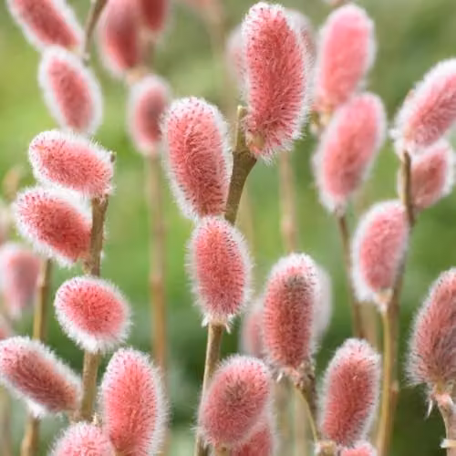 YouGarden Japanese Pink Pussy Willow Salix gracilistyla Mount ASO Standard Ornamental Tree