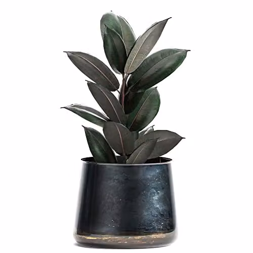 Thompson and Morgan Ficus elastica Abidjan Indian Rubber Plant with Bronze-Burgundy Glossy Leaves, 8.5cm Potted Indoor Plant