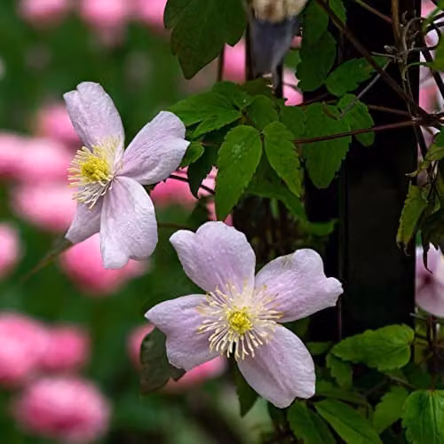 Thompson & Morgan Clematis Montana Mayleen Pink Fragrant Perennial Climber, 2 x 7cm Potted Plants – 6