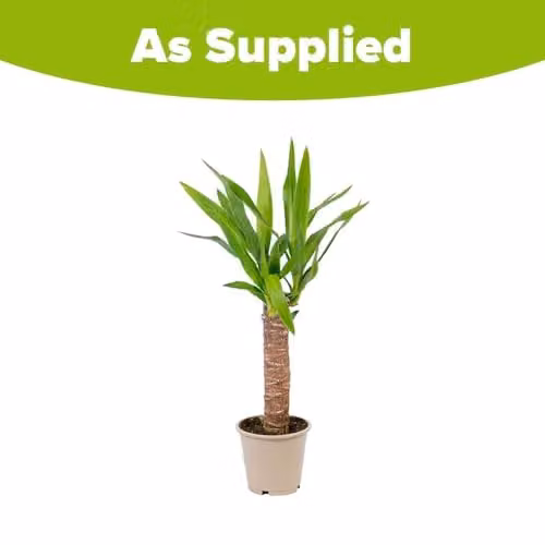 YouGarden Yucca elephantipes Single Stem Indoor Houseplant in 11cm Pot, Height: 45 cm – 3