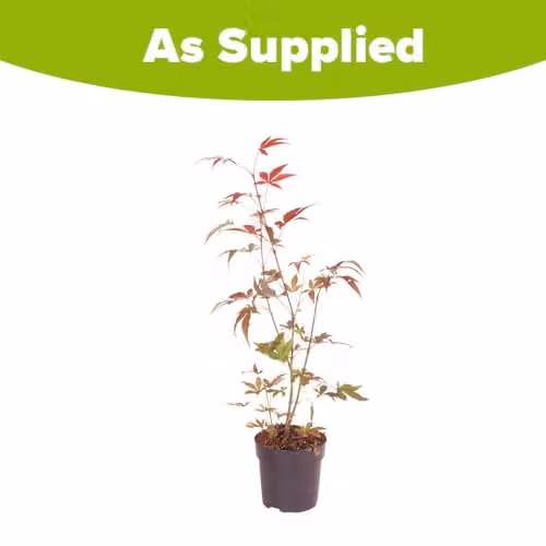 YouGarden Japanese Red Maple Acer palmatum Atropurpureum, Red Deciduous Potted Plant in 10.5cm Pot – 4