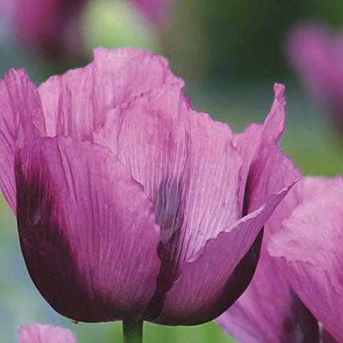 Thompson and Morgan Poppy Hungarian Blue Papaver Somniferum Purple Flower Seeds, 500 Seeds