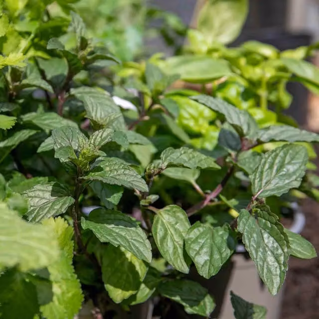 Marshalls Garden Green Peppermint Perennial Herb