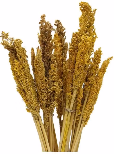 KDMD Vibrant Cantal Grass Bunch Dried Floral Decor in Yellow, Height: 50 cm