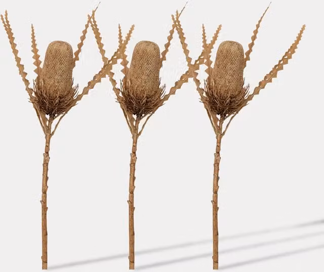 Gallery Direct Set of 3 Artificial Rustic Banksia Single Stems in White and Brown