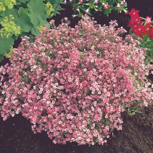 Thompson & Morgan Gypsophila elegans Rose Baby's Breath Flower Seeds, Pink, 2500 Seeds