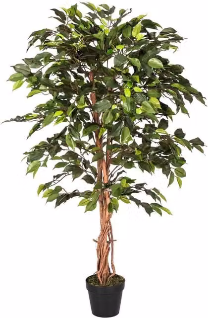 Homescapes Green Ficus Artificial Tree with Real Wood Stem and Black Pot, Height: 121.92 cm