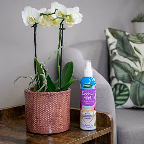 Westland Orchid Plant Mist Liquid Tonic, 250 ml – 3