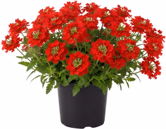 Plants By Post Verbena Lanai Up Scarlet Potted Plants, Scarlet Red, 6 Pack