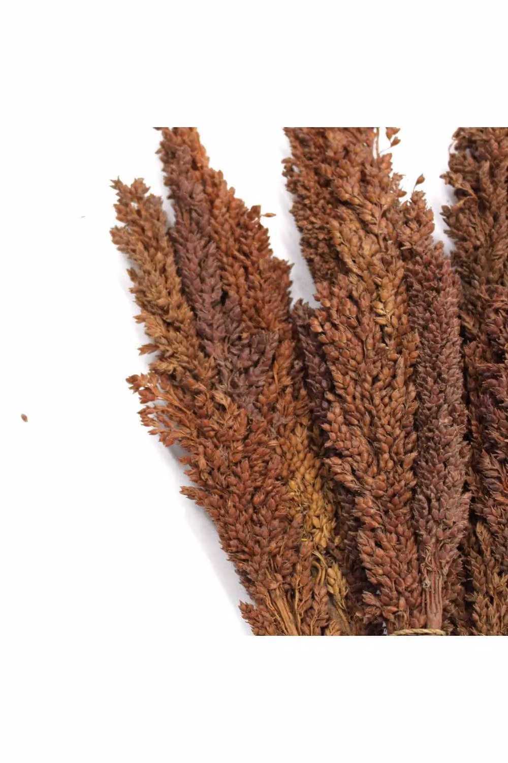 KDMD Vibrant Cantal Grass Bunch Dried Floral Decor in Brown, 50 cm – 3