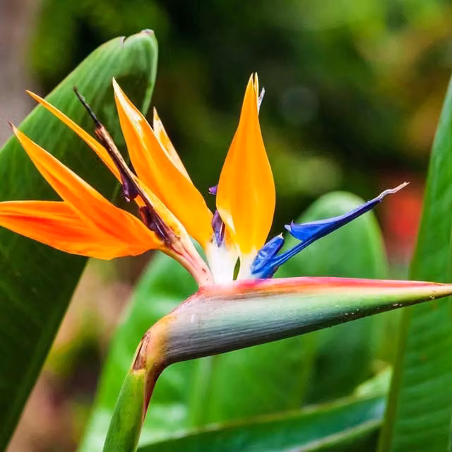 Unwins Bird of Paradise Orange Flower Seeds for Ornamental Gardens and Indoor Plants