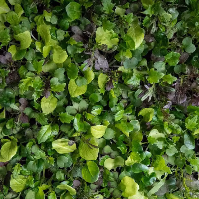 Marshalls Bright & Spicy Garden Salad Vegetable Seeds, 500 Seeds
