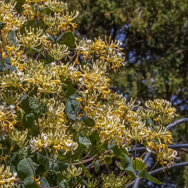 Plants By Post Lonicera Japonica Cream Cascade Climber, White and Green