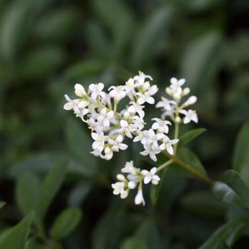 Thompson & Morgan Ligustrum vulgare Liga Privet Hedge Plant, 3 x 9cm Pots